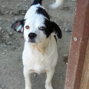 PUKKY - reserviert TINO clinic (01.03.) - vermittelt