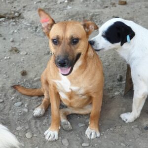 LENNCHEN - auf Pflegestelle in PLZ 3 vermittelt