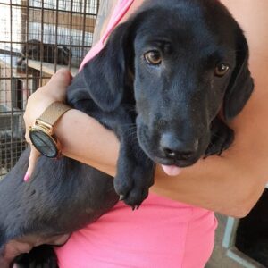 EMIA - reserviert (MG) - vermittelt