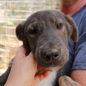 MALKA - med. Notfall - auf Pflegestelle in PLZ 4 - vermittelt