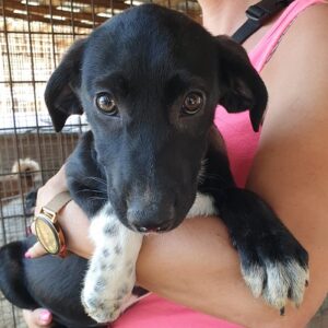 NIELA - reserviert (MG) - vermittelt