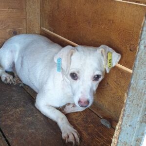 ZOEY - auf Pflegestelle in PLZ 2 *vermittelt*