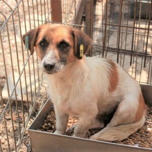 LIFA - reserviert TINO - vermittelt