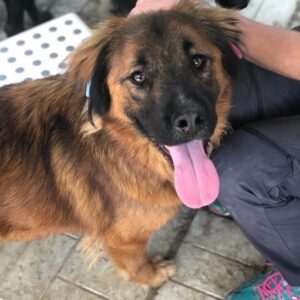 FOXX - reserviert LS vermittelt