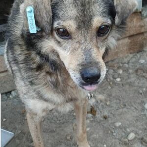 RIKKI - reserviert Tierhilfe Lebenswert - vermittelt