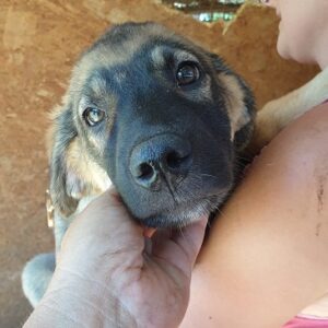 ANIS - reserviert (MG) - vermittelt