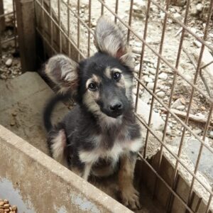 BÄRCHEN (= STRUBBEL)