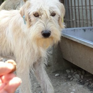 BAXTER - reserviert Tierhilfe Lebenswert DR (01.03.) - vermittelt