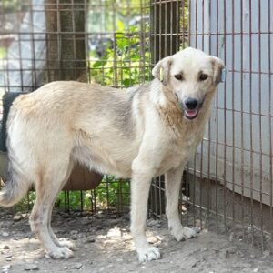 MIETZI - reserviert TINO (22.02.) - vermittelt