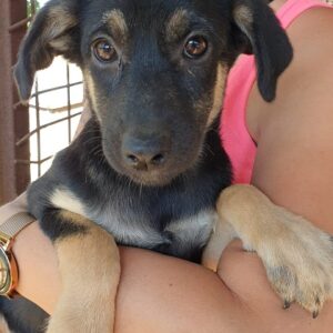 KATINKA - auf Pflegestelle in PLZ 2 - ausgereist