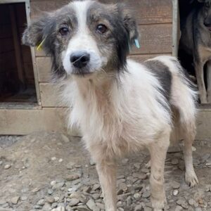 MÖLLCHEN - Notfall! - aktuell viel zu dünn - reserviert Tierhilfe Lebenswert DR - vermittelt