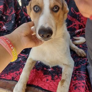 LONNIE - auf Pflegestelle in PLZ 9 - vermittelt