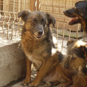 CORDELL - vermisst 04/2023