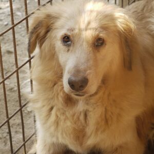 NARISARA - reserviert Tierhilfe Lebenswert DR - vermittelt