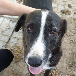 STARLIGHT - reserviert (MG) - vermittelt