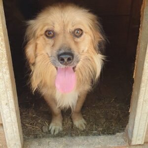 BERTI - reserviert TINO - vermittelt