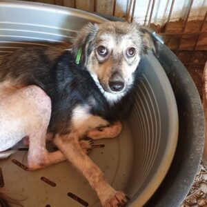 MARISOL - hatte Bein-OP - auf Pflegestelle in PLZ 2 - vermittelt