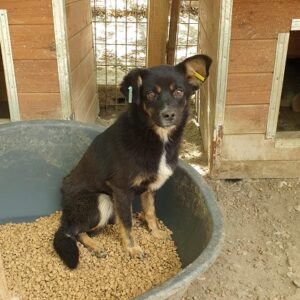 MINNIE (♀) - vermisst 11/24