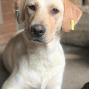 AMELIE - reserviert (MG) - vermittelt