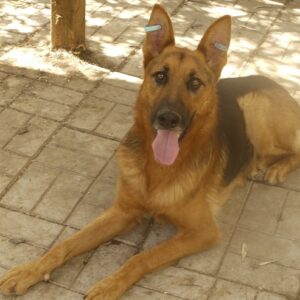 KNUT - reserviert Manuela - vermittelt