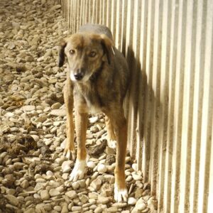 FILINE - vermisst 05/2022