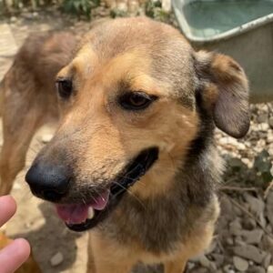 JYOTI - sehr dünn - reserviert für THL - vermittelt