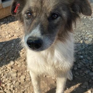 MAXIMA - reserviert IH DR - vermittelt