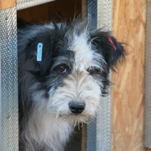 JASKO - reserviert Tierhilfe Lebenswert DR (27.02.) – RBB 04/2022