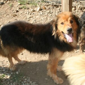 CASIMO - reserviert für THL - vermittelt