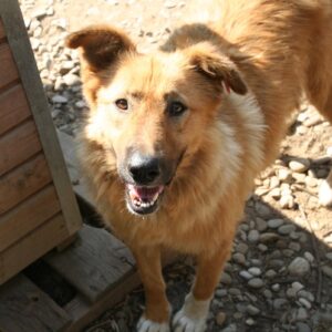 VIVA - reserviert für THL - vermittelt