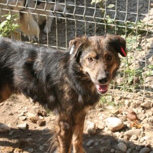 NANOOK - reserviert Tierhilfe Lebenswert DR - vermittelt