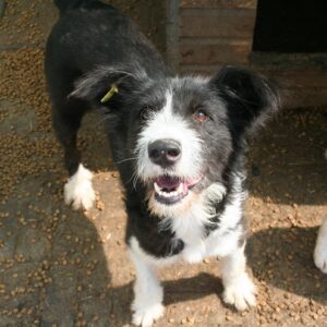 LILIANA - reserviert MG - vermittelt