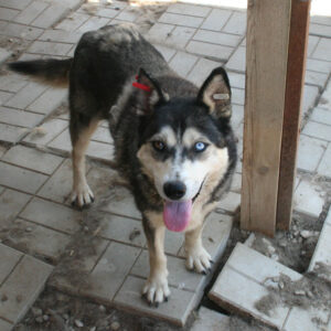 KAJSA - reserviert TH Gelnhausen vermittelt