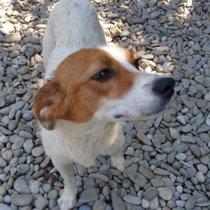 LINCHEN - reserviert Tierhilfe Lebenswert DR - vermittelt