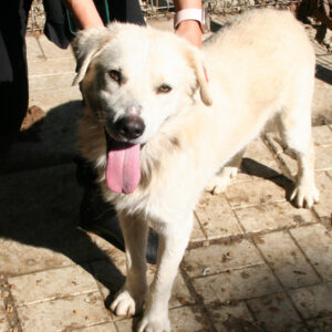 EMIL - reserviert Tierhilfe Lebenswert DR - vermittelt
