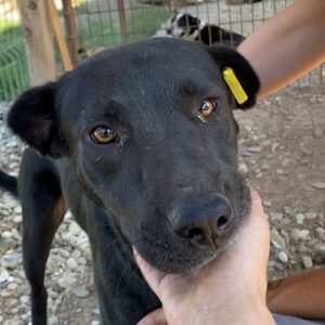 NERI - reserviert Tierhilfe Lebenswert DR - vermittelt