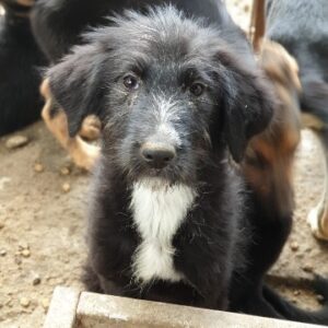 SIMAI - reserviert für THL - vermittelt