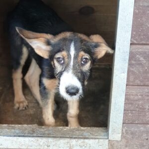 TYLER - reserviert Tierhilfe Lebenswert DR - vermittelt