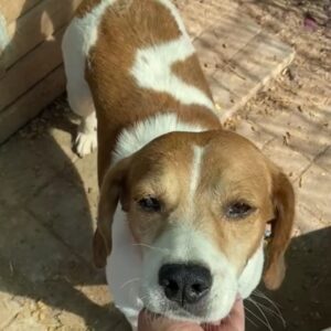 BABELLI - reserviert Laborbeagle Hilfe - vermittelt