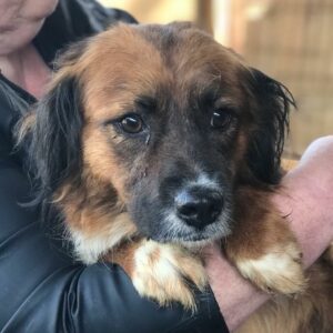 SHELDA - reserviert TINO - vermittelt