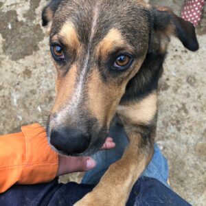 CARLO - reserviert TST Rösrath vermittelt