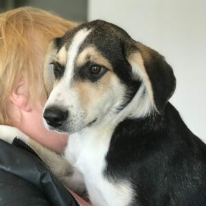 ELMAR - reserviert TST Rösrath - vermittelt