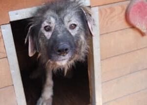 JAYZI - starke Hautprobleme! - reserviert TINO (clinic 04/11) - vermittelt