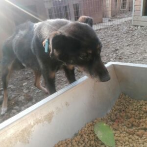 DINA - Notfall - auf Pflegestelle in PLZ 5 - vermittelt