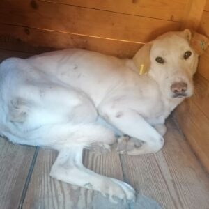 BEPPO - Notfall - sehr dünn - reist auf Pflegestelle PLZ 2 - SE (31.12.2021) - vermisst 01/2022