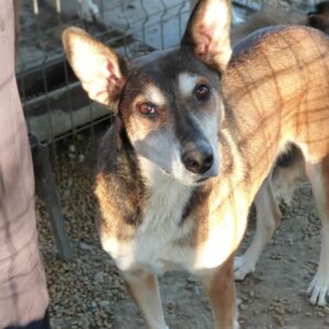 MOREA - reserviert TINO (22.02.) - vermittelt