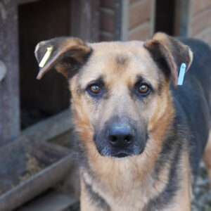 SCOTT - reserviert KM - vermittelt