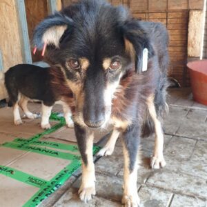 DINOZZO - Notfall - RBB 11/2021