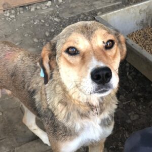 ALMINA - auf Pflegestelle in PLZ 6 - vermittelt