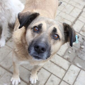 TARUN - reserviert TH Limburg vermittelt